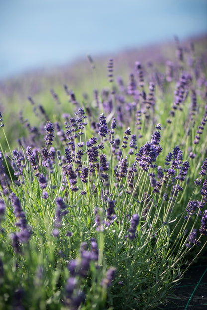 Lawenda wąskolistna Lavandula angustifolia 'Hidcote Blue Strain'