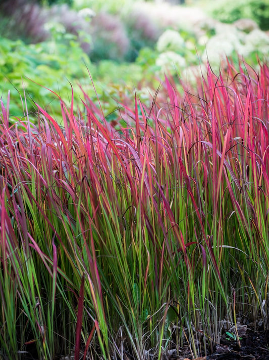 Imperata cylindryczna Imperata cylindrica 'Red Baron'