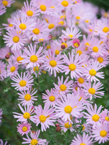 Złocień czerwonawy Chrysanthemum rubellum 'Clara Curtis'