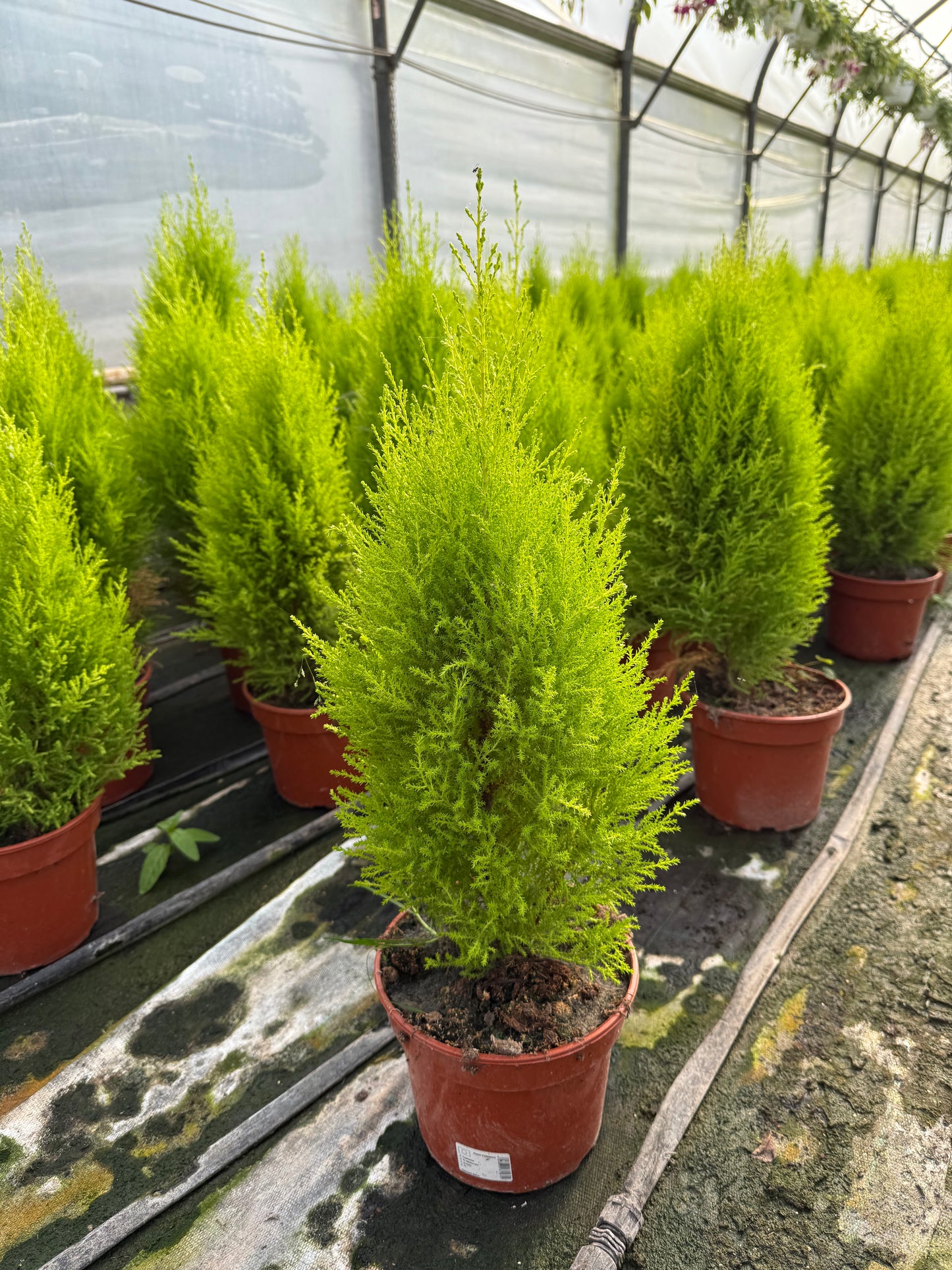 Cyprysik Cupressus Macrocarpa 'Goldcrest Wilma'