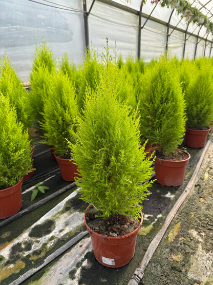 Cyprysik Cupressus Macrocarpa 'Goldcrest Wilma'