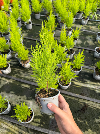 Cyprysik Cupressus Macrocarpa 'Goldcrest Wilma'