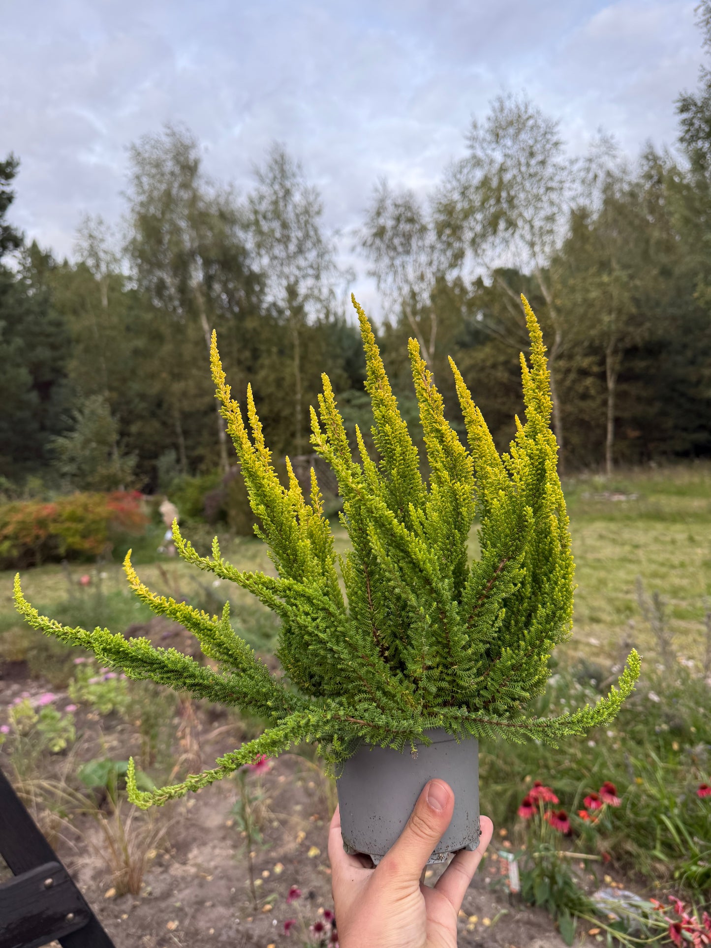Wrzos zwyczajny Calluna vulgaris 'Skyline Miami'