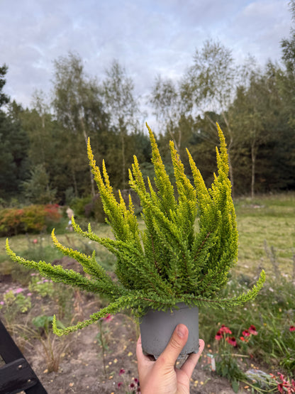 Wrzos zwyczajny Calluna vulgaris 'Skyline Miami'