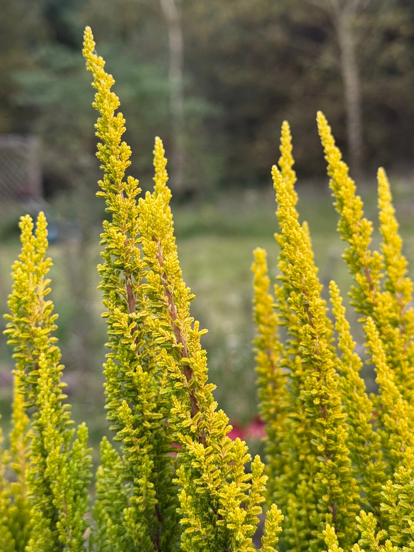 Wrzos zwyczajny Calluna vulgaris 'Skyline Miami'