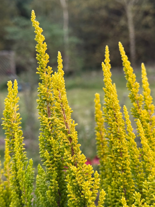 Wrzos zwyczajny Calluna vulgaris 'Skyline Miami'