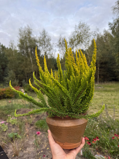 Wrzos zwyczajny Calluna vulgaris 'Skyline Miami'