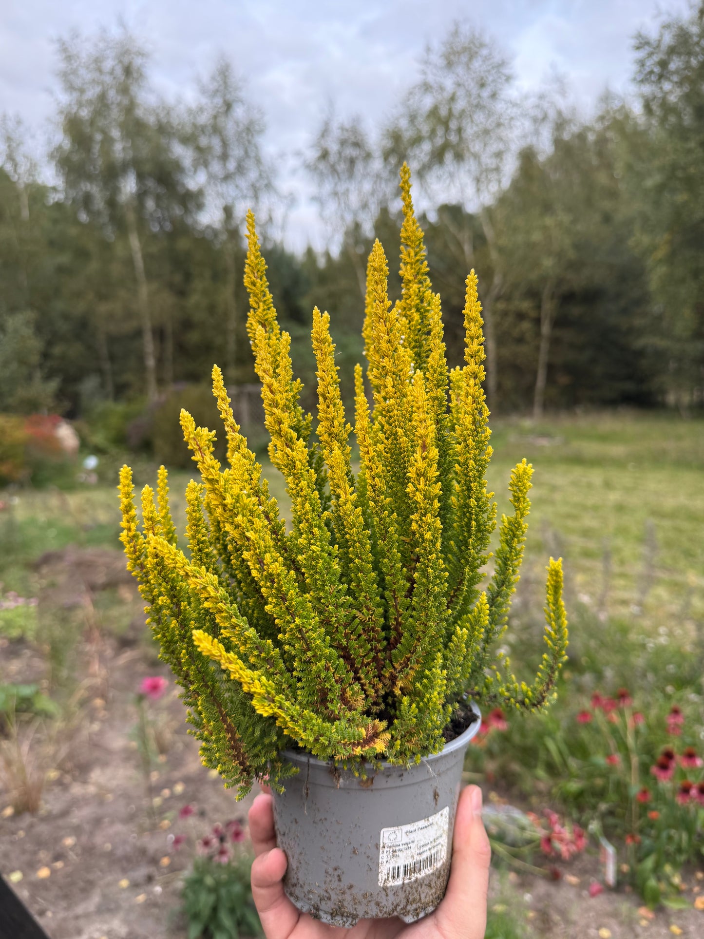 Wrzos zwyczajny Calluna vulgaris 'Skyline Barcelona'