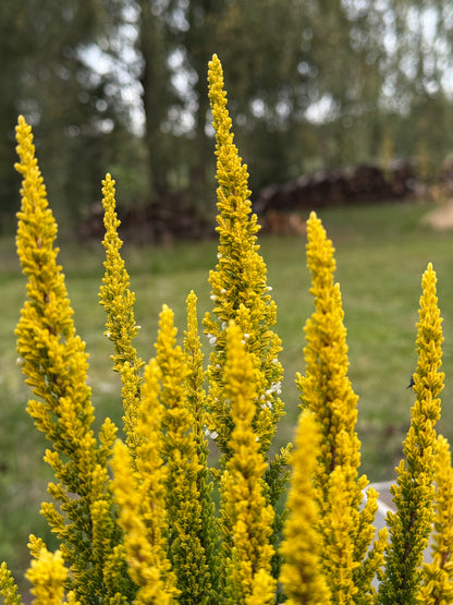 Wrzos zwyczajny Calluna vulgaris 'Skyline Barcelona'