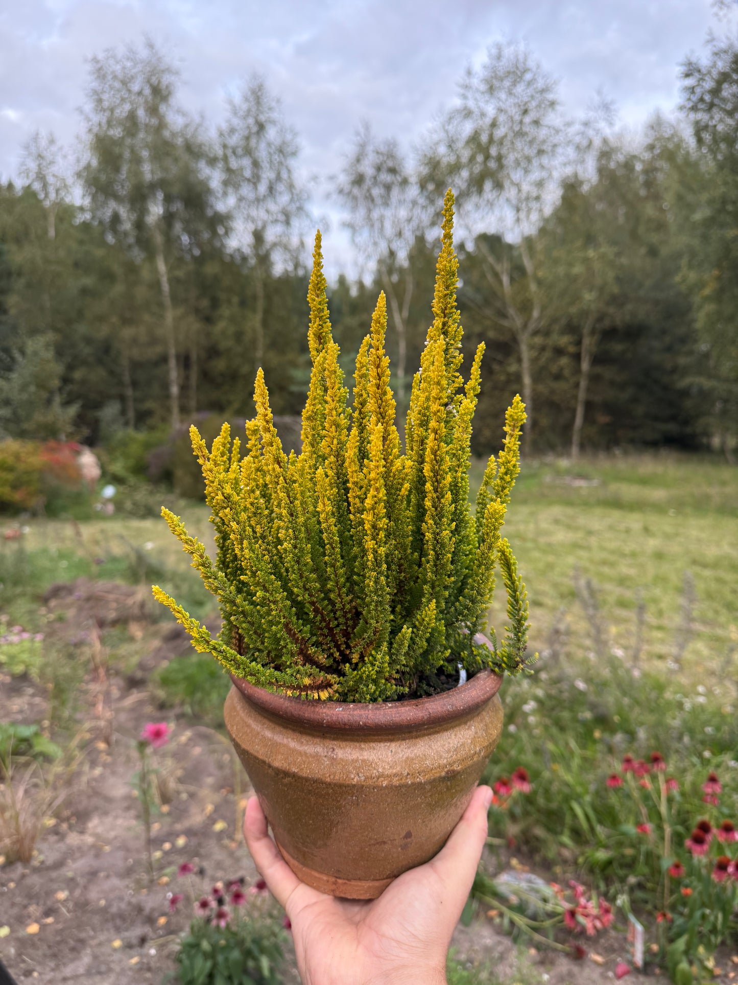 Wrzos zwyczajny Calluna vulgaris 'Skyline Barcelona'
