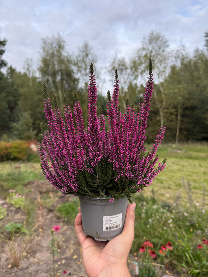 Wrzos zwyczajny Calluna vulgaris 'Lyna'