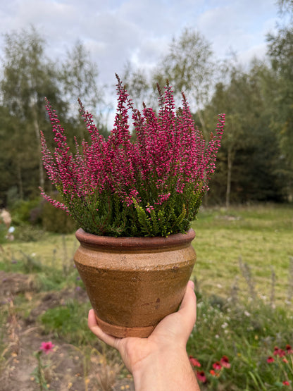Wrzos zwyczajny Calluna vulgaris 'Selly'