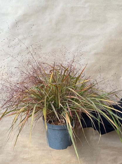Miłka okazała Eragrostis spectabilis