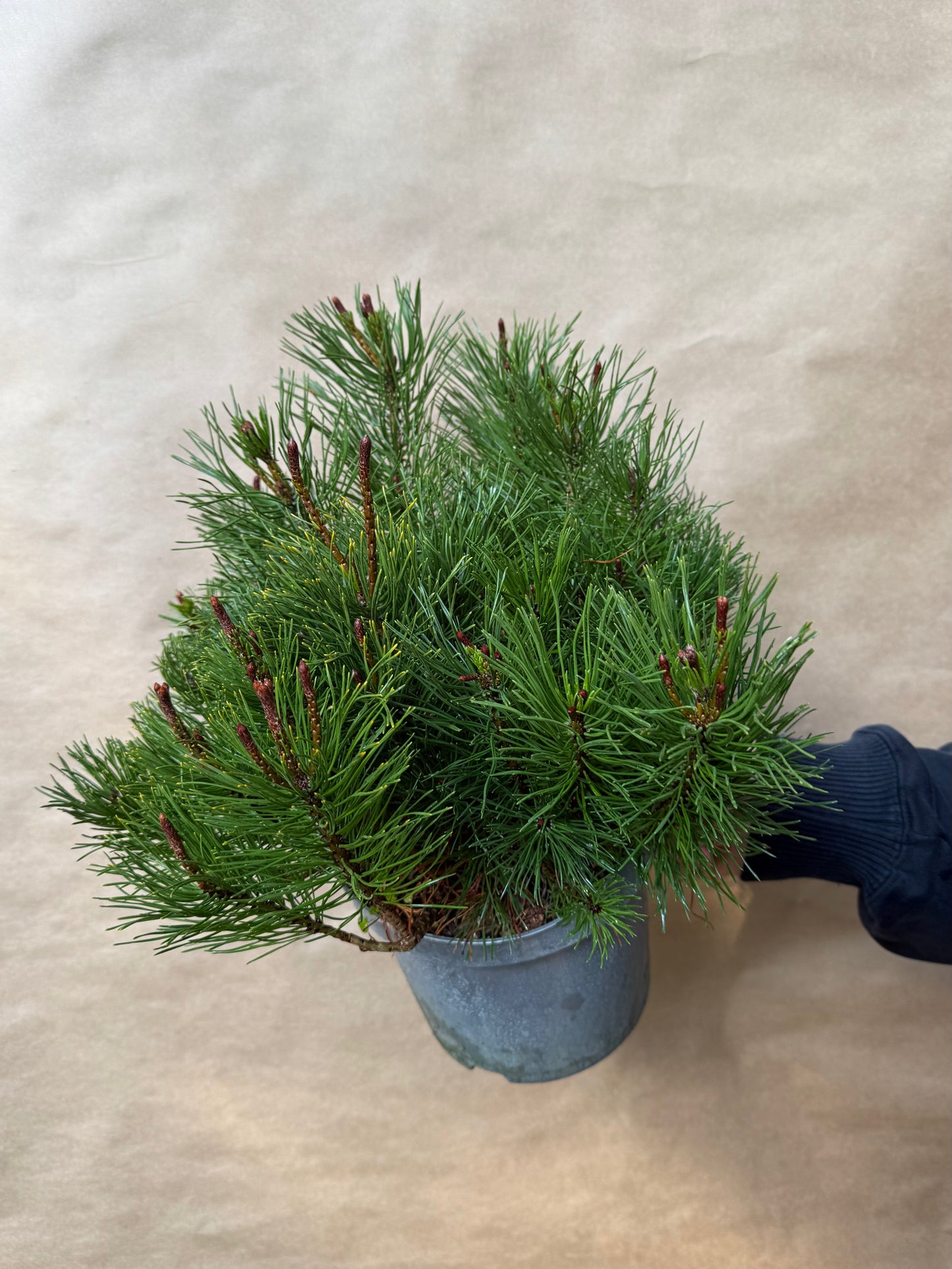 Sosna górska Pinus mugo var. pumilio