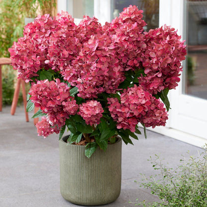 Hydrangea paniculata Hortensja bukietowa 'Petite Star'
