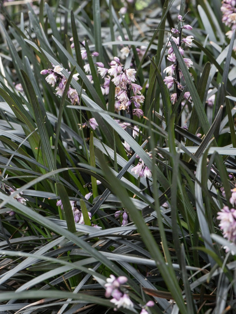 Konwalnik płaskopędowy Ophiopogon planiscapus 'Nigrescens'