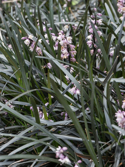 Konwalnik płaskopędowy Ophiopogon planiscapus 'Nigrescens'