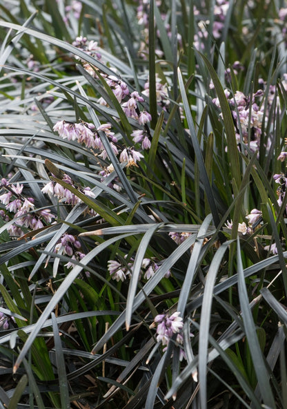 Konwalnik płaskopędowy Ophiopogon planiscapus 'Nigrescens'