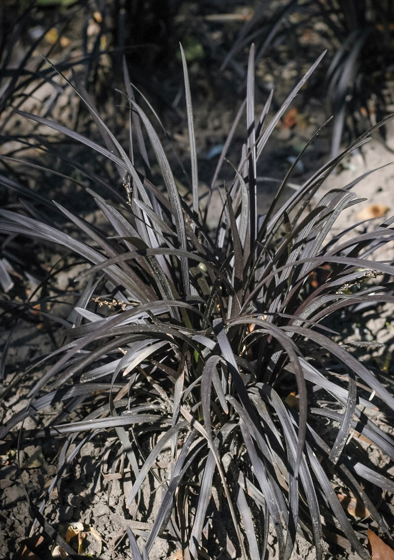 Konwalnik płaskopędowy Ophiopogon planiscapus 'Nigrescens'