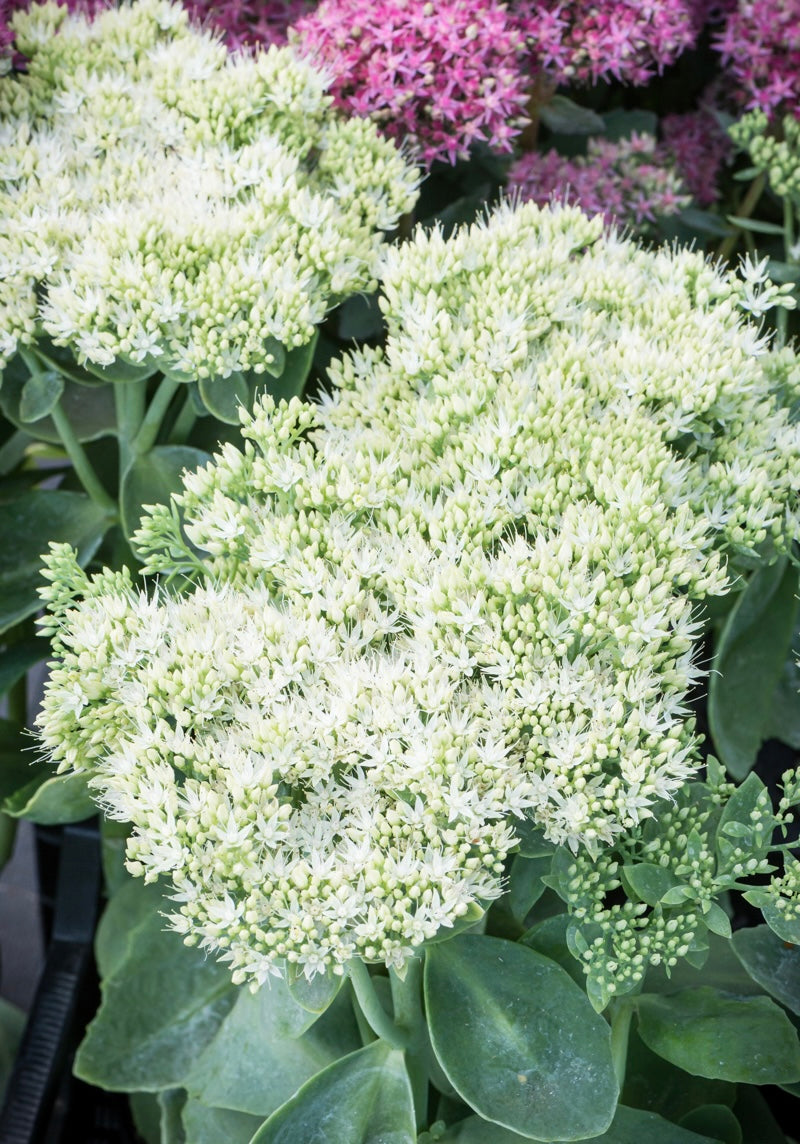 Rozchodnik okazały Sedum spectabile 'Stardust'