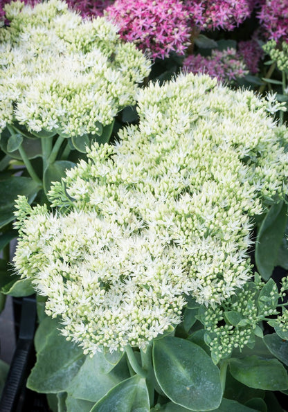 Rozchodnik okazały Sedum spectabile 'Stardust'