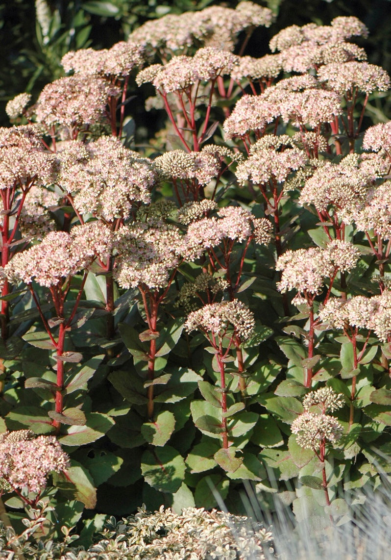 Rozchodnik okazały Sedum spectabile 'Matrona'