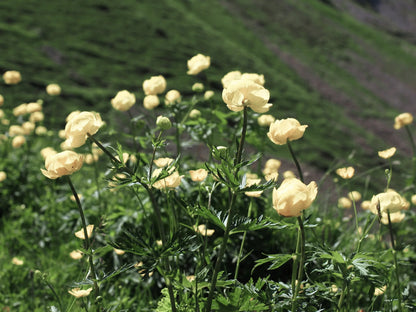 Pełnik ogrodowy Trollius x cultorum 'New Moon'