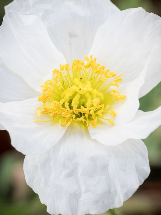 Mak syberyjski Papaver nudicaule 'Pop-up White'