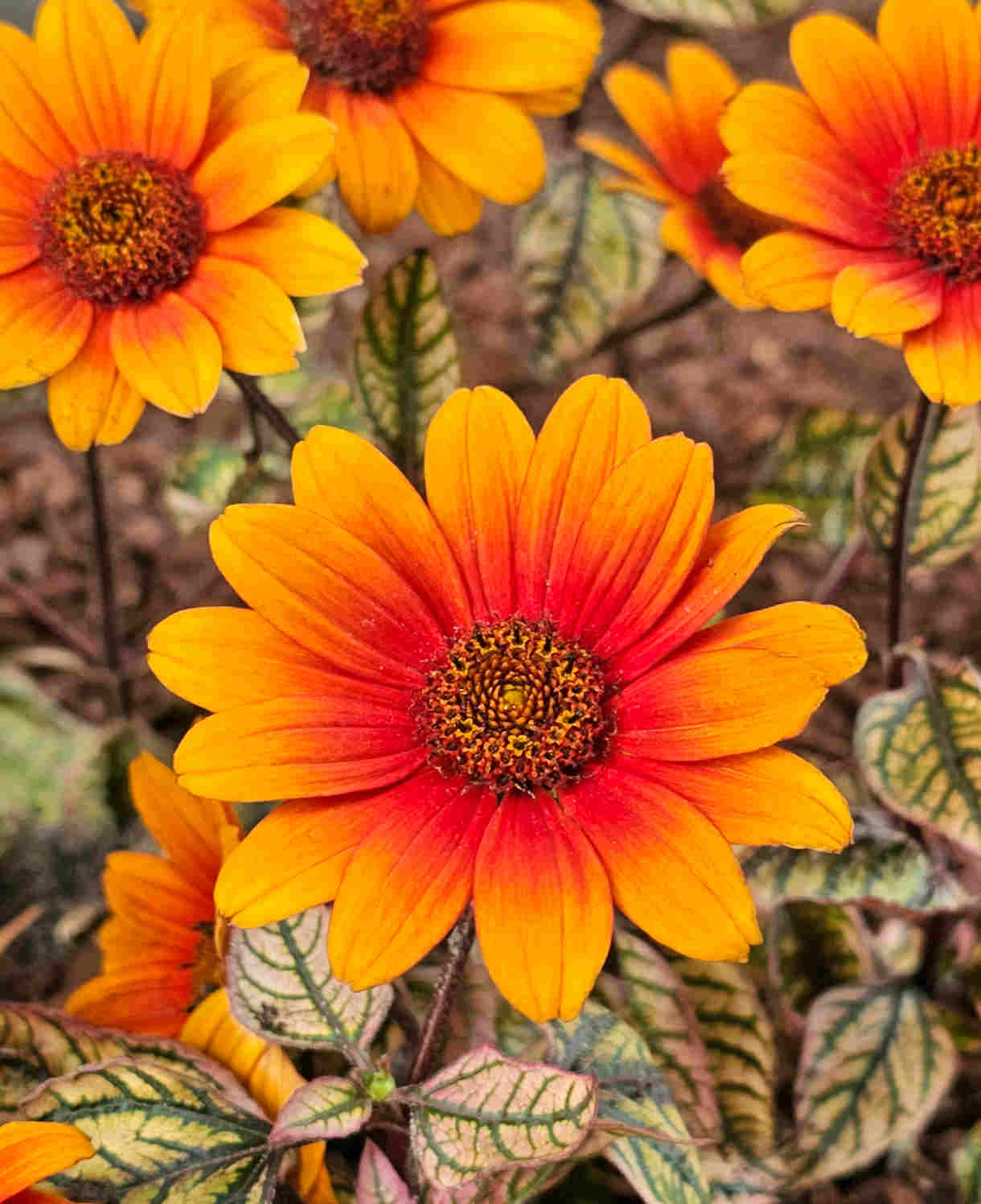 Słoneczniczek szorstki Heliopsis helianthoides var. scabra 'Orange Marble'