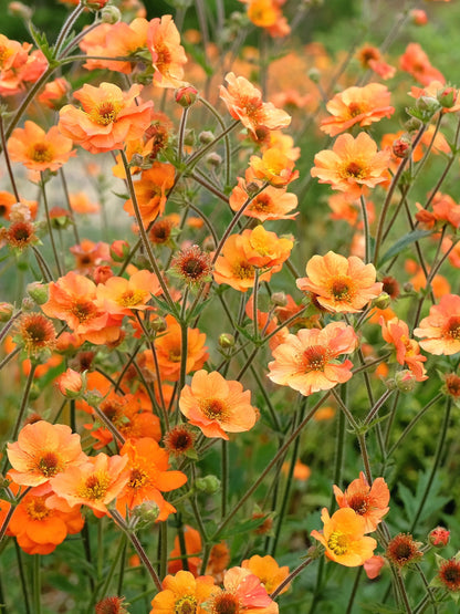 Kuklik Geum 'Princes Juliana'