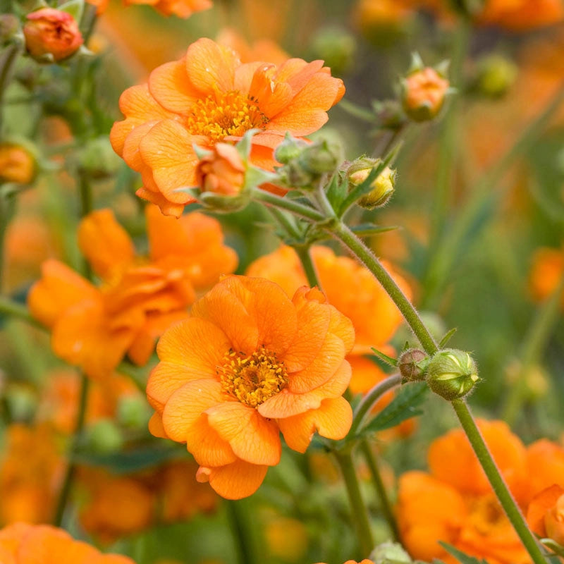 Kuklik Geum 'Princes Juliana'