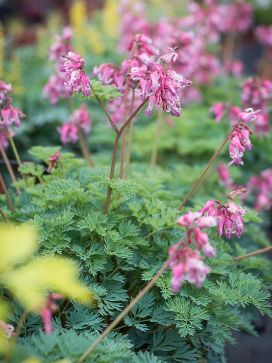 Serduszka piękna Dicentra formosa 'Pink Diamonds'