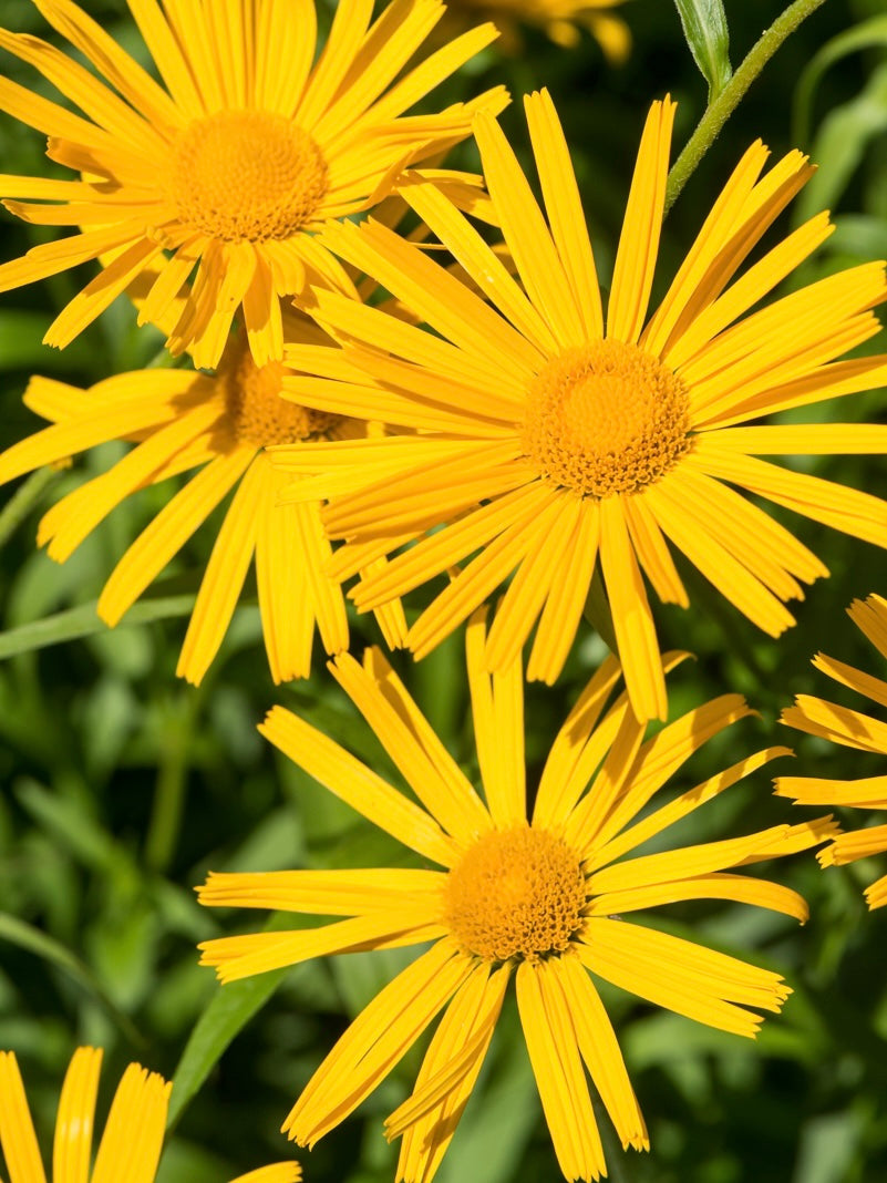 Kołotocznik wierzbolistny Buphthalmum salicifolium 'Golden Yellow'