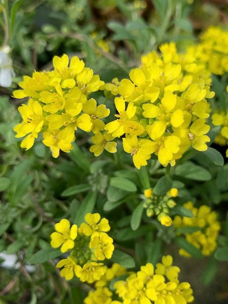 Smagliczka pagórkowa Aurinia montanum 'Berggold'