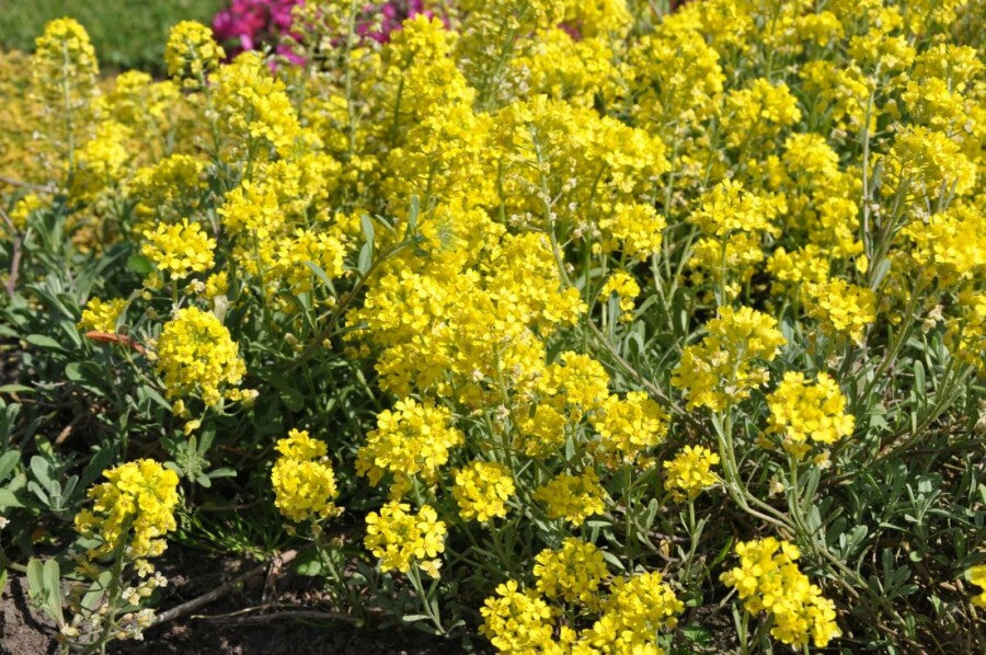 Smagliczka pagórkowa Aurinia montanum 'Berggold'