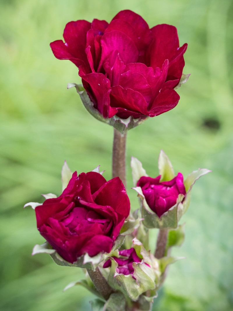 Pierwiosnek Primula polyanthus 'Pretty Polly Burgundy'