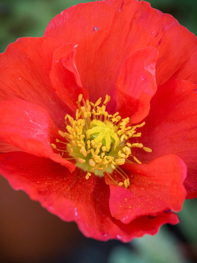 Mak syberyjski Papaver nudicaule 'Pop-up Red'
