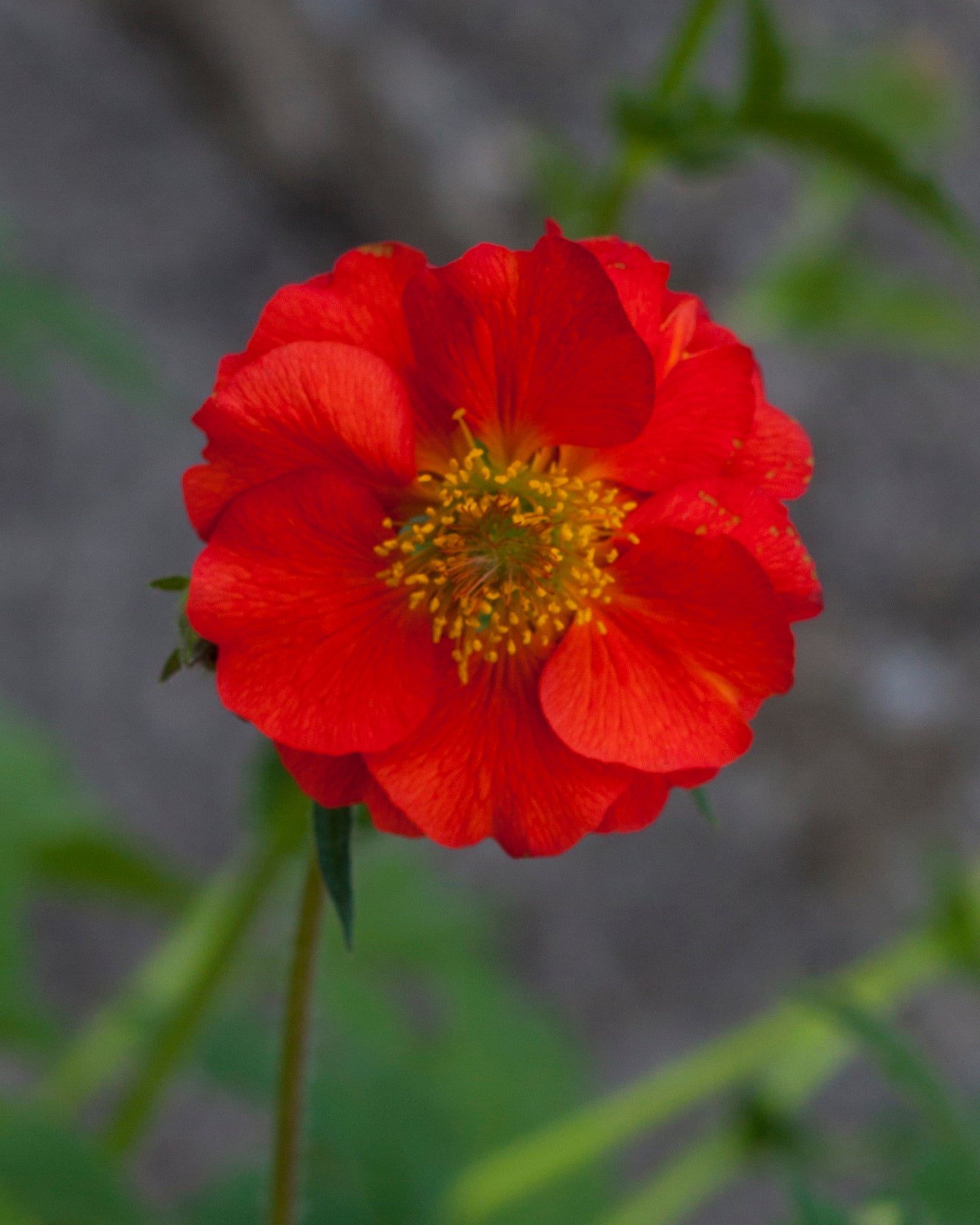 Kuklik Geum 'Sangria'