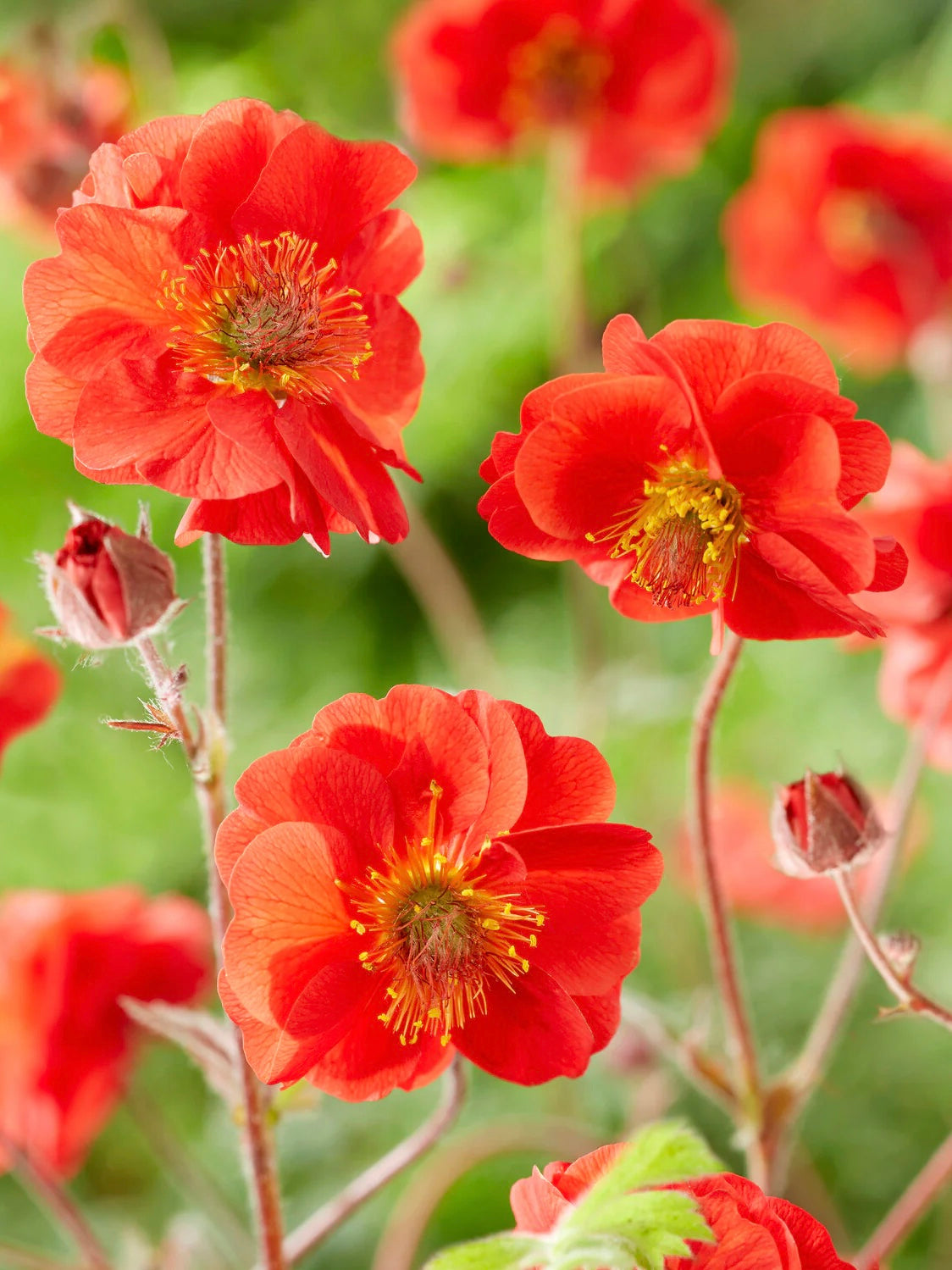 Kuklik Geum 'Sangria'