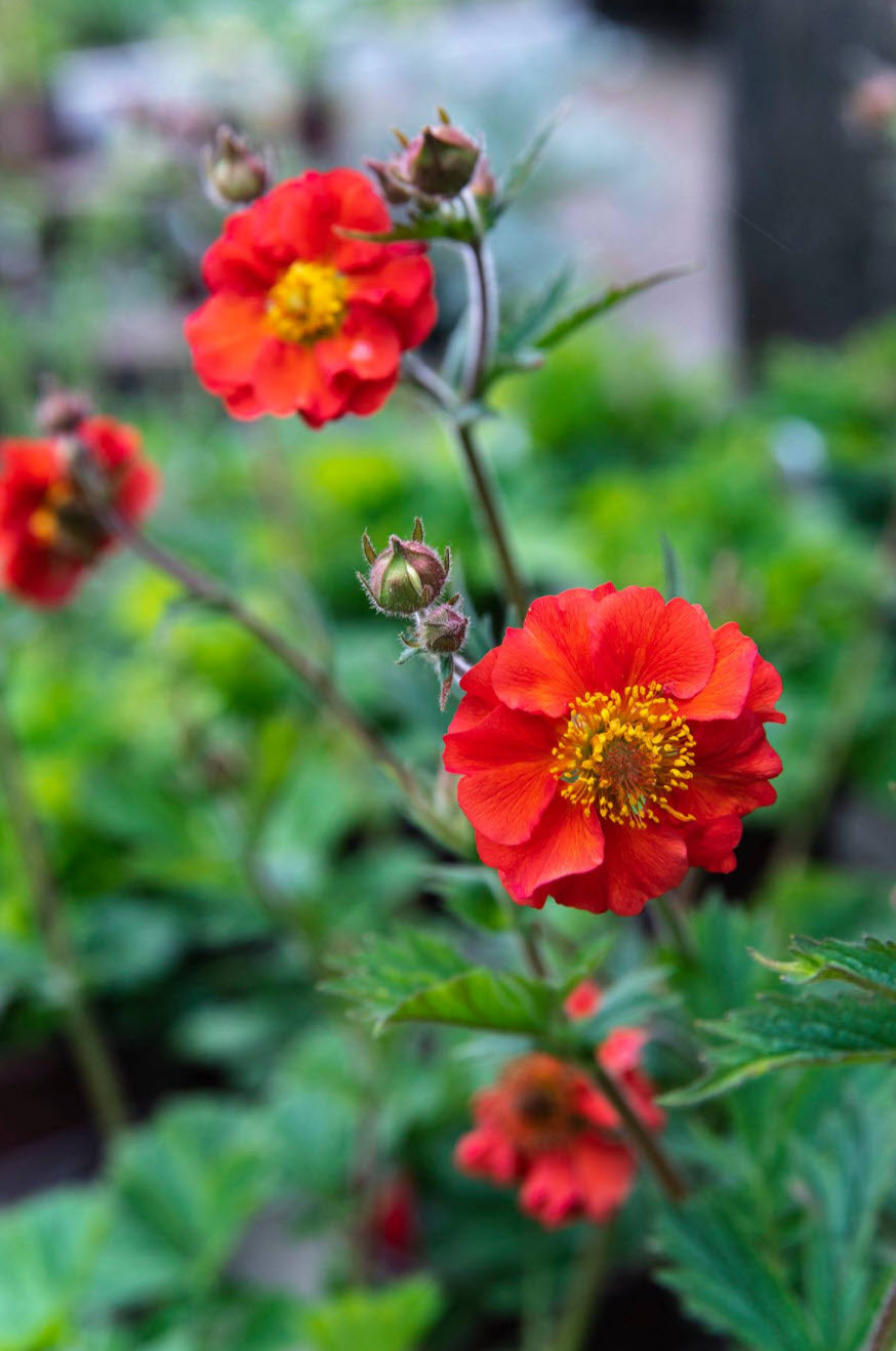 Kuklik Geum 'Sangria'