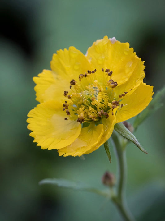 Kuklik szkarłatny Geum coccineum 'Tosai Yellow'