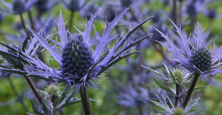 Mikołajek iberyjski Eryngium bourgatii 'Lapis Blue'