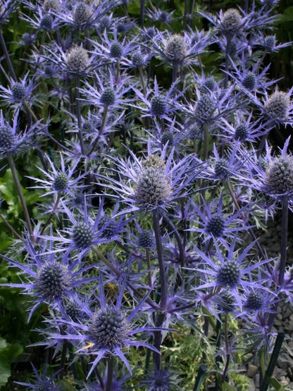 Mikołajek iberyjski Eryngium bourgatii 'Lapis Blue'