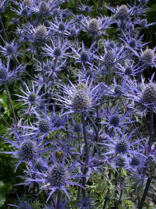 Mikołajek iberyjski Eryngium bourgatii 'Lapis Blue'