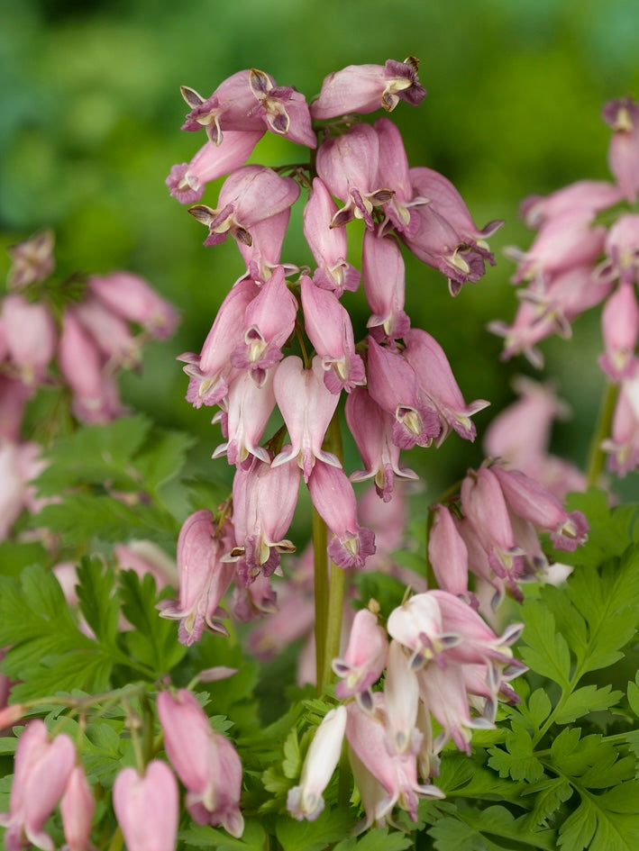 Serduszka piękna Dicentra formosa 'Luxuriant'