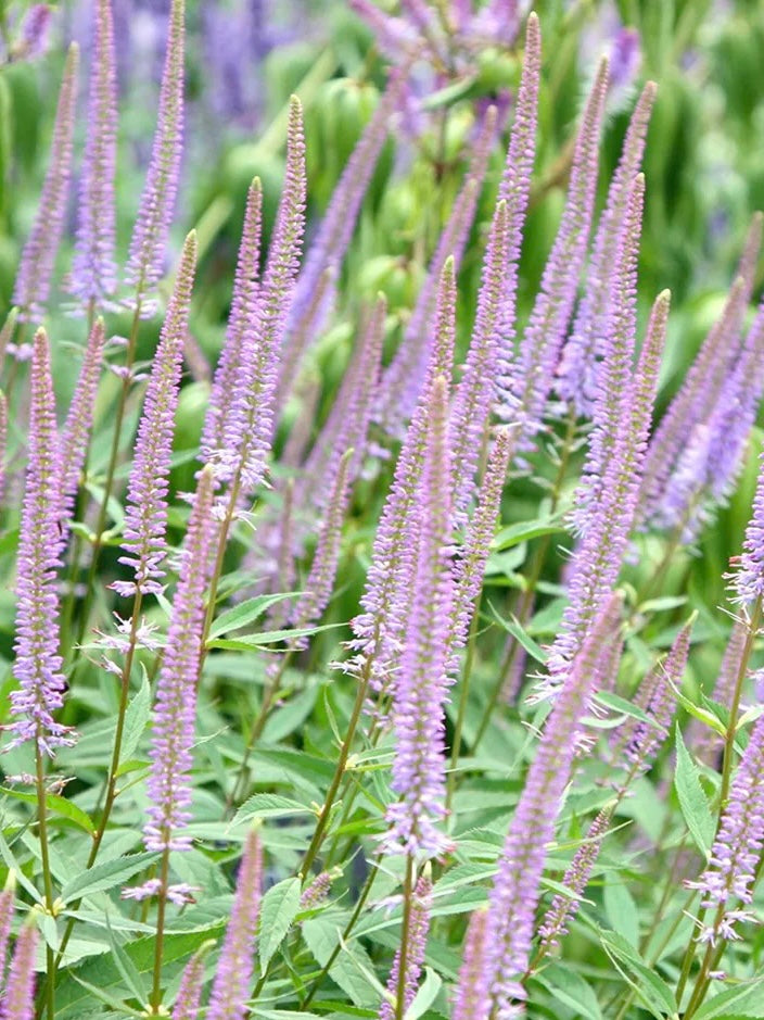 Przetacznikowiec wirginijski Veronicastrum virginicum 'Fascination'
