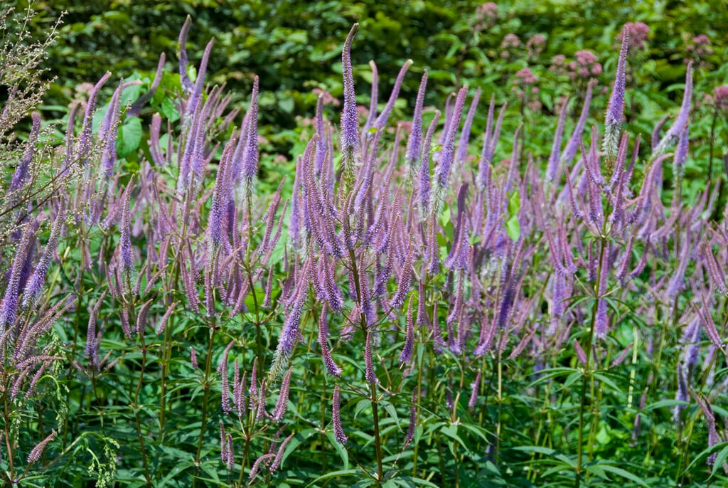 Przetacznikowiec wirginijski Veronicastrum virginicum 'Fascination'