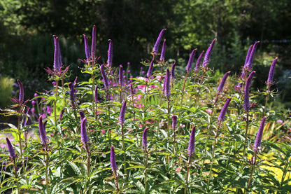 Przetacznikowiec syberyjski Veronicastrum sibiricum 'Red Arrows'