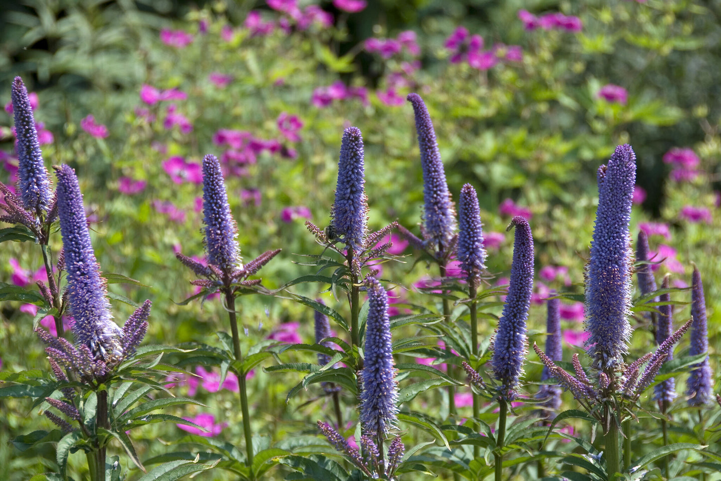 Przetacznikowiec syberyjski Veronicastrum sibiricum 'Red Arrows'