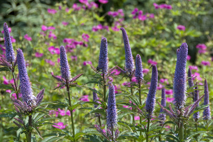 Przetacznikowiec syberyjski Veronicastrum sibiricum 'Red Arrows'